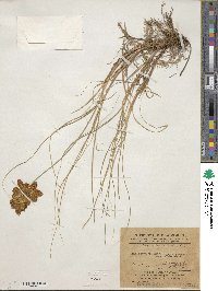 Carex physodes image