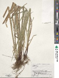 Carex pilosa image