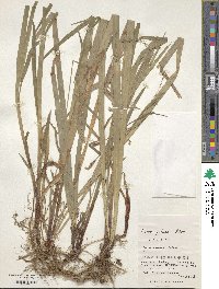 Carex pilosa image