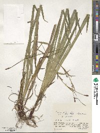 Carex pilosa image