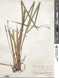 Carex pilosa image