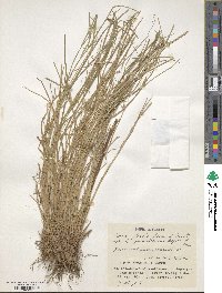 Carex planata image