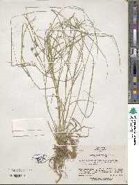 Carex planata image