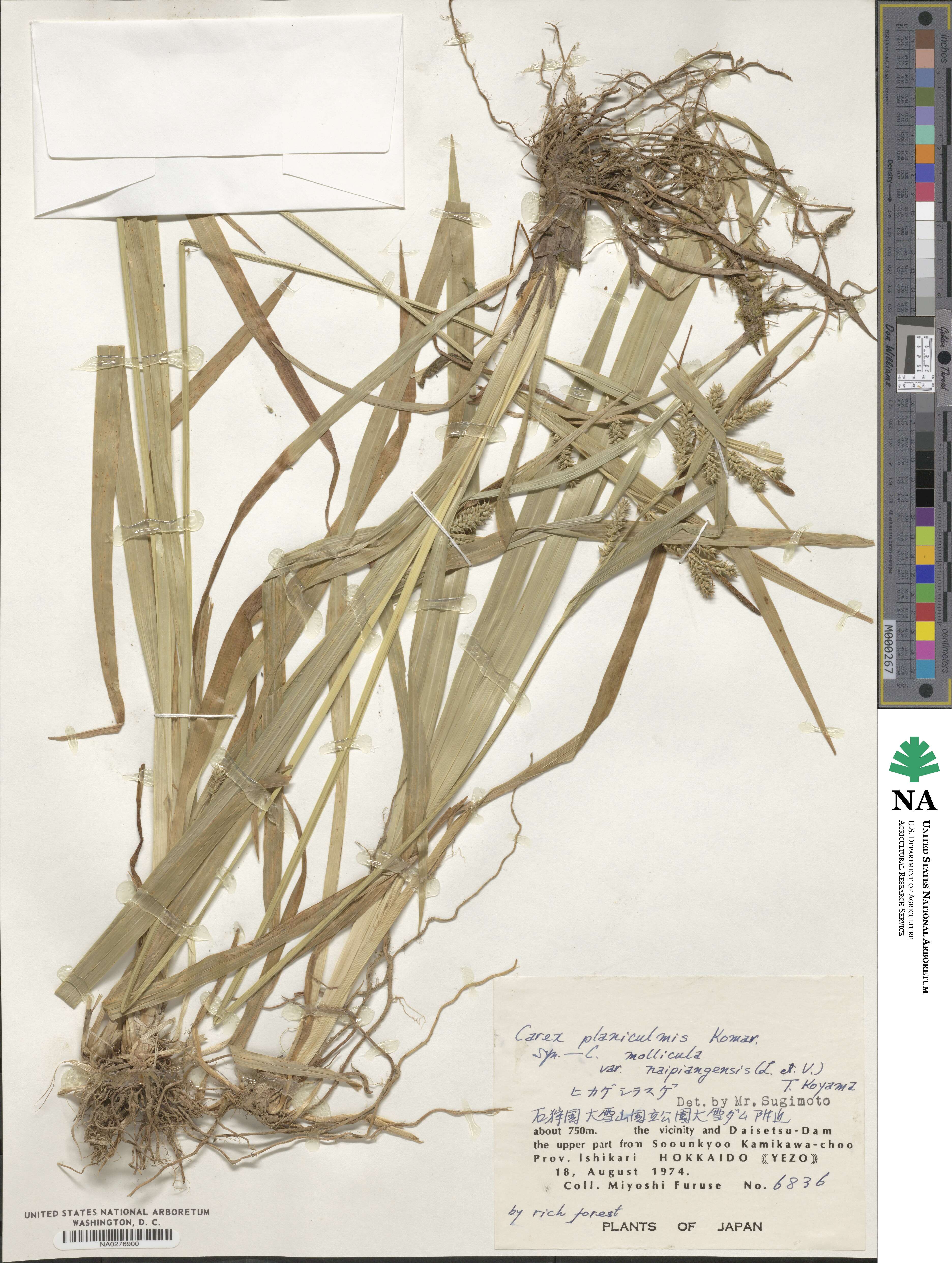 Carex planiculmis image