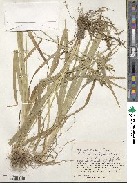 Carex planiculmis image