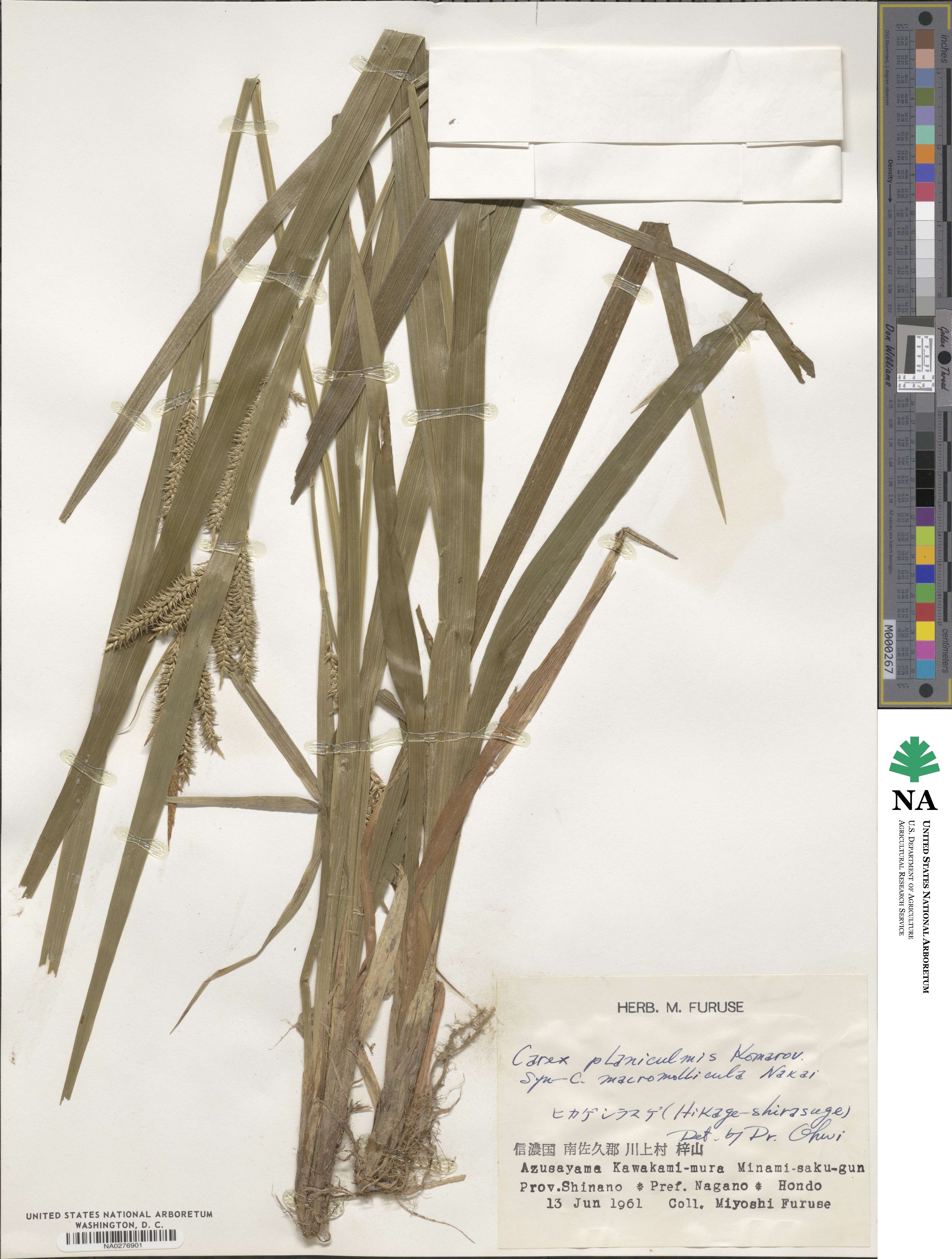 Carex planiculmis image