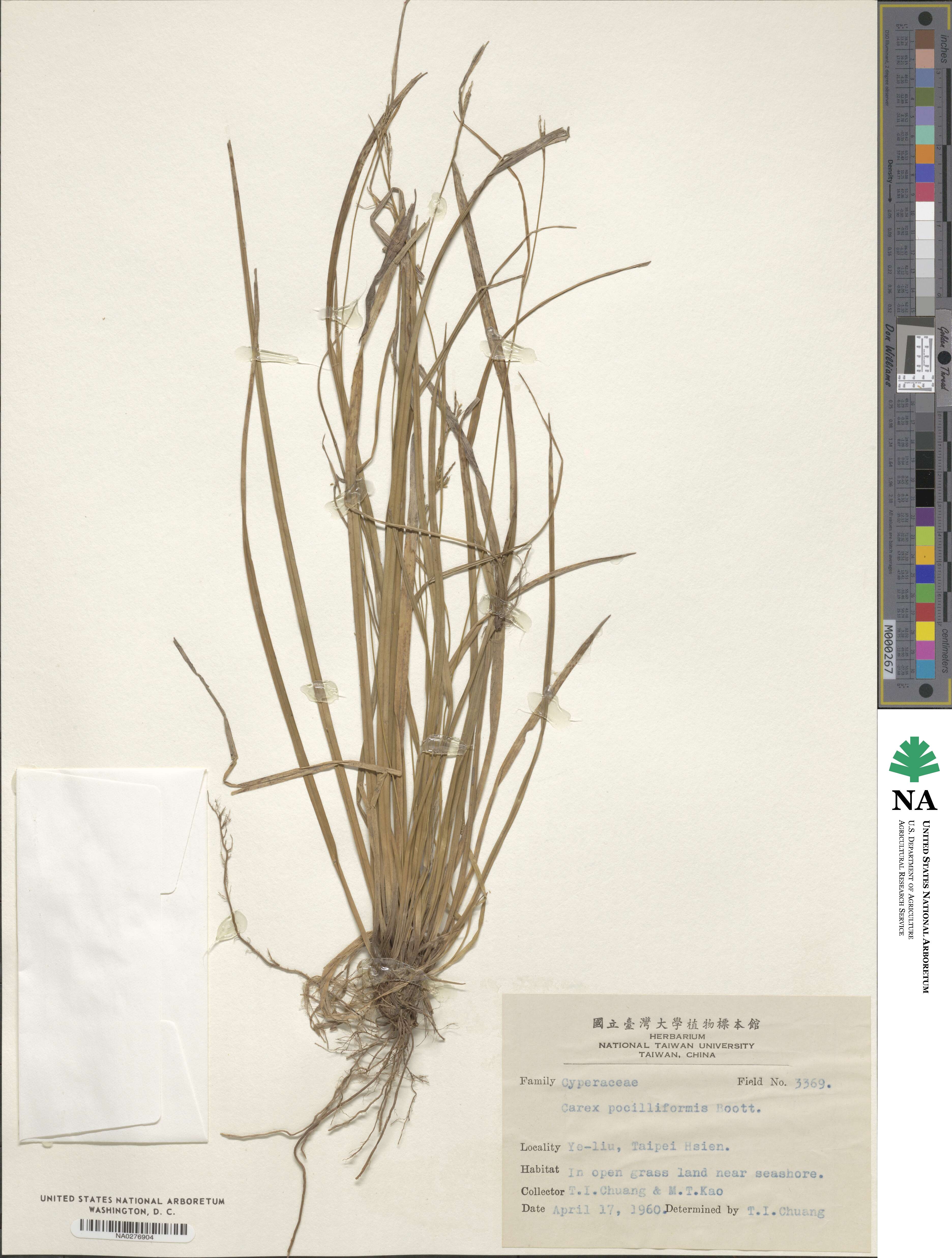 Carex tristachya var. pocilliformis image