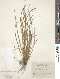 Carex tristachya var. pocilliformis image