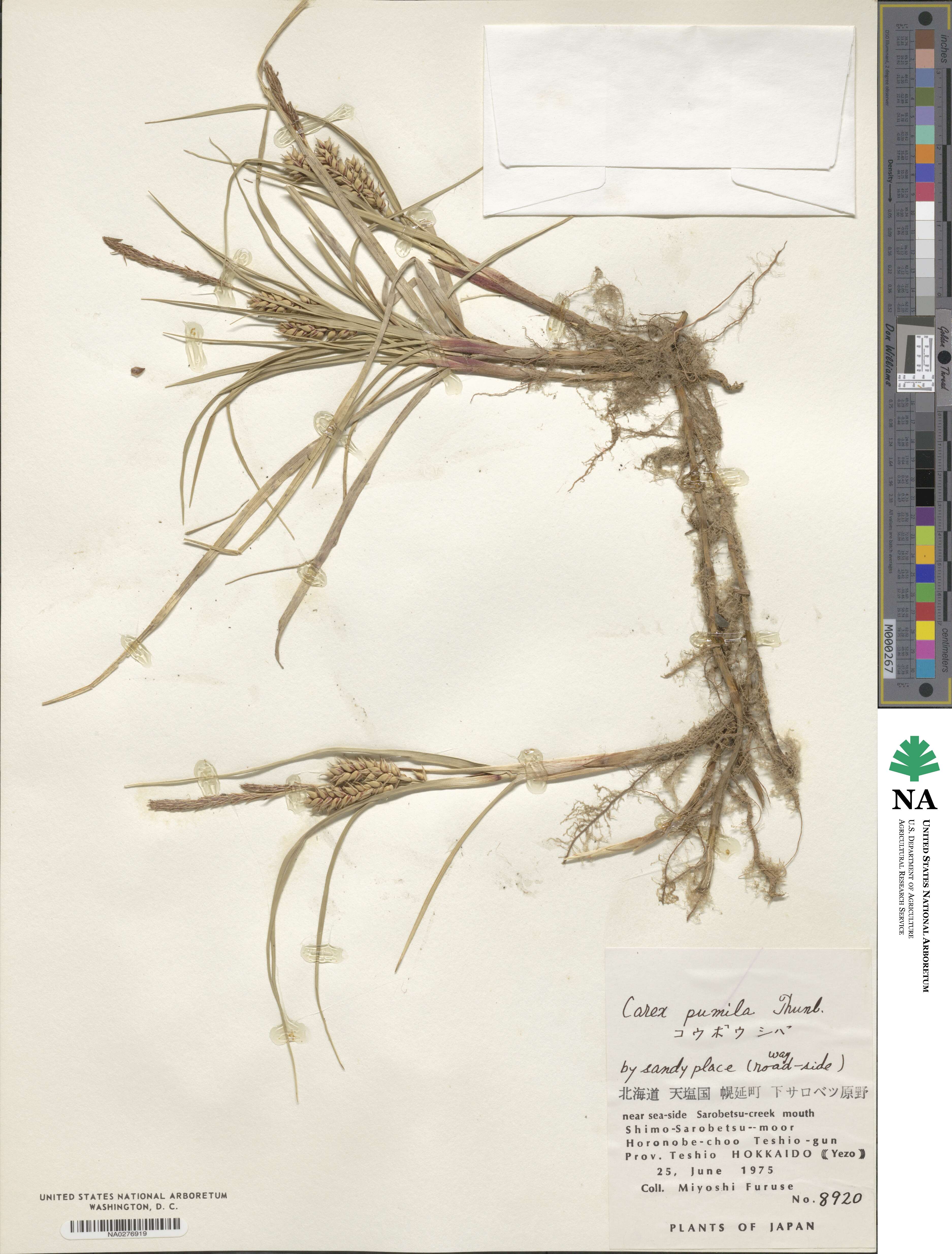 Carex pumila image