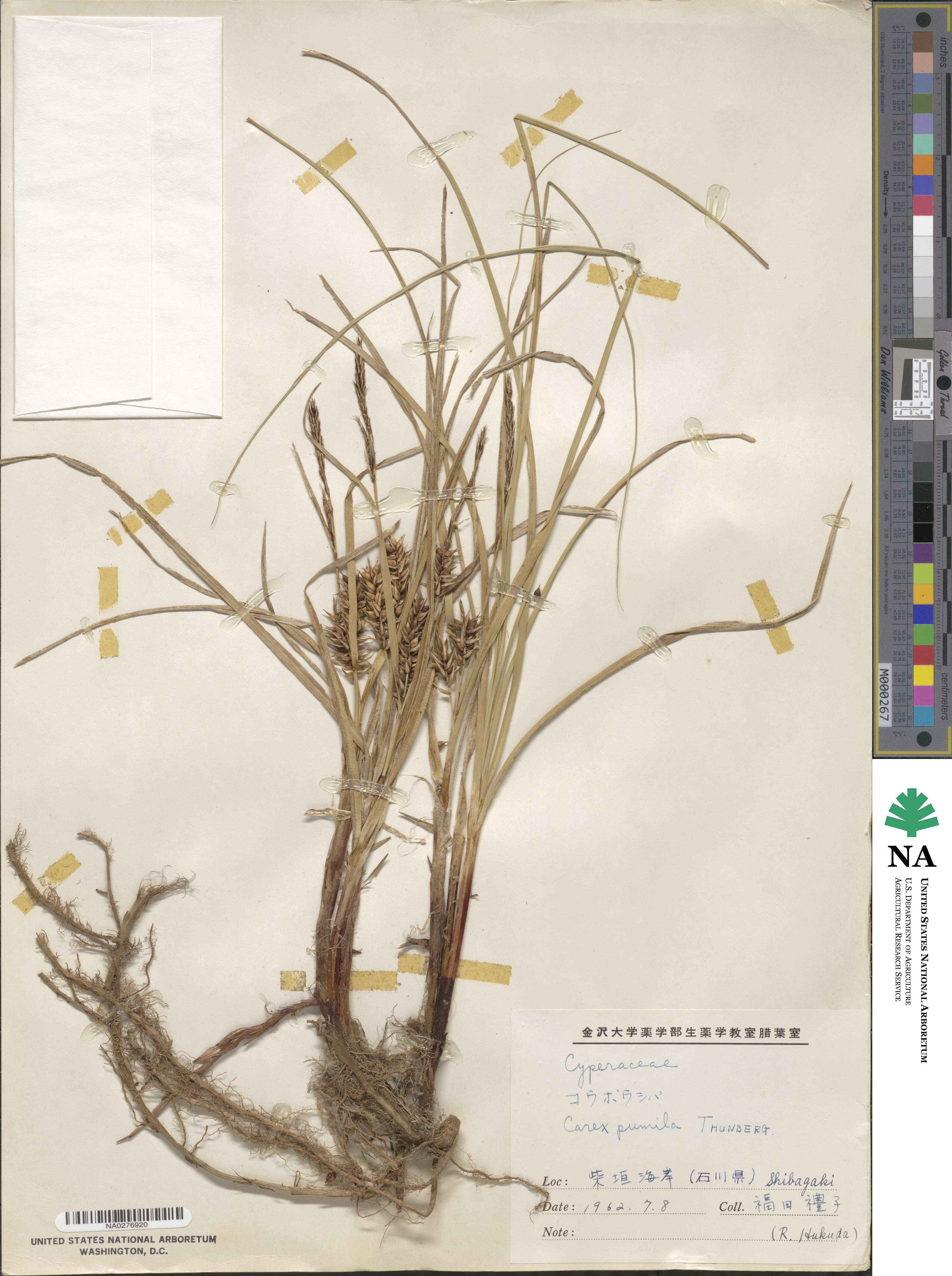 Carex pumila image
