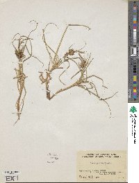 Carex pumila image