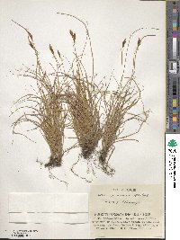 Carex pyrenaica image