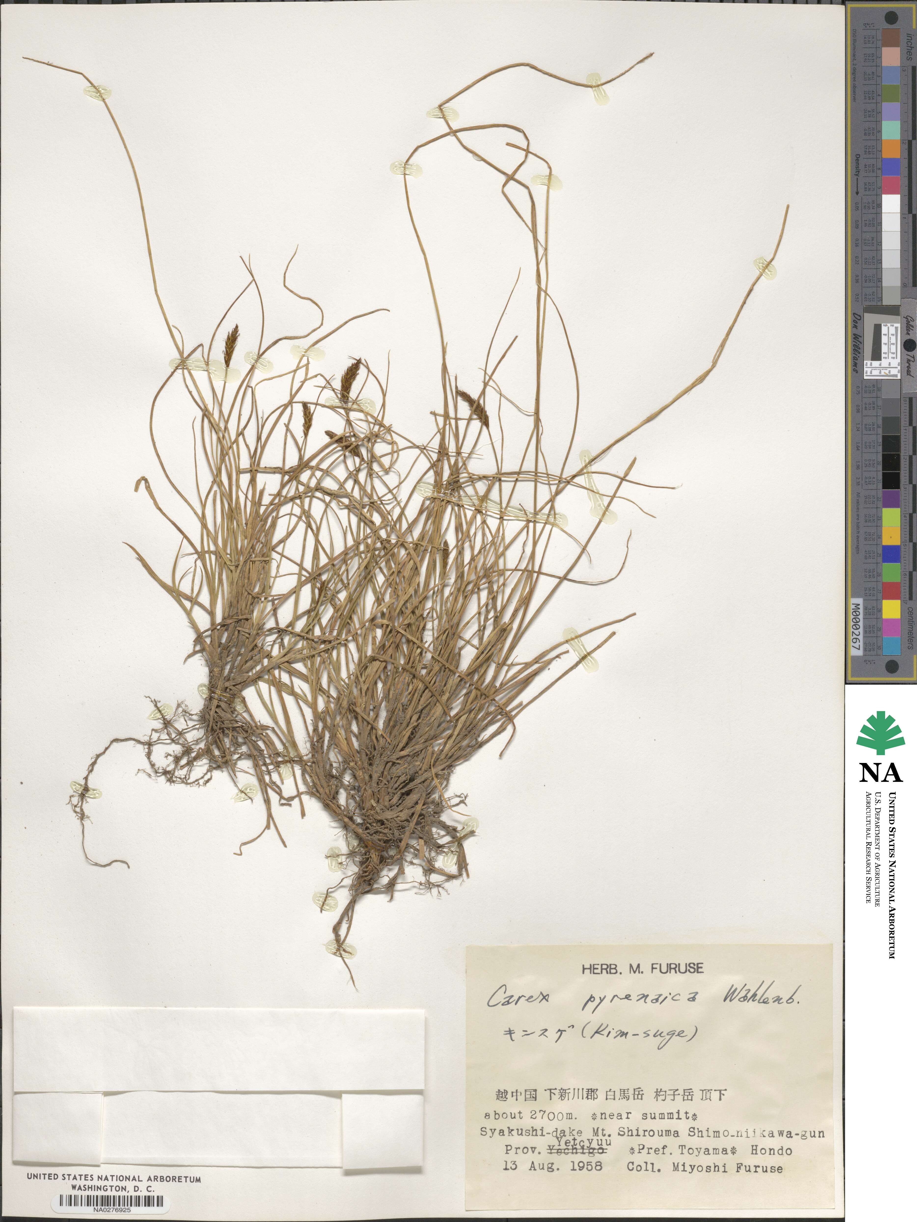 Carex pyrenaica image