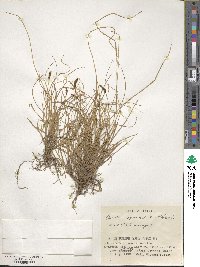 Carex pyrenaica image