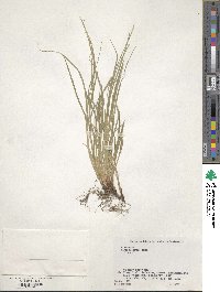 Carex rhizopoda image