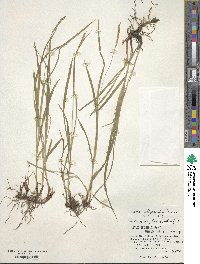 Carex rhizopoda image