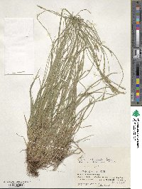 Carex rhizopoda image