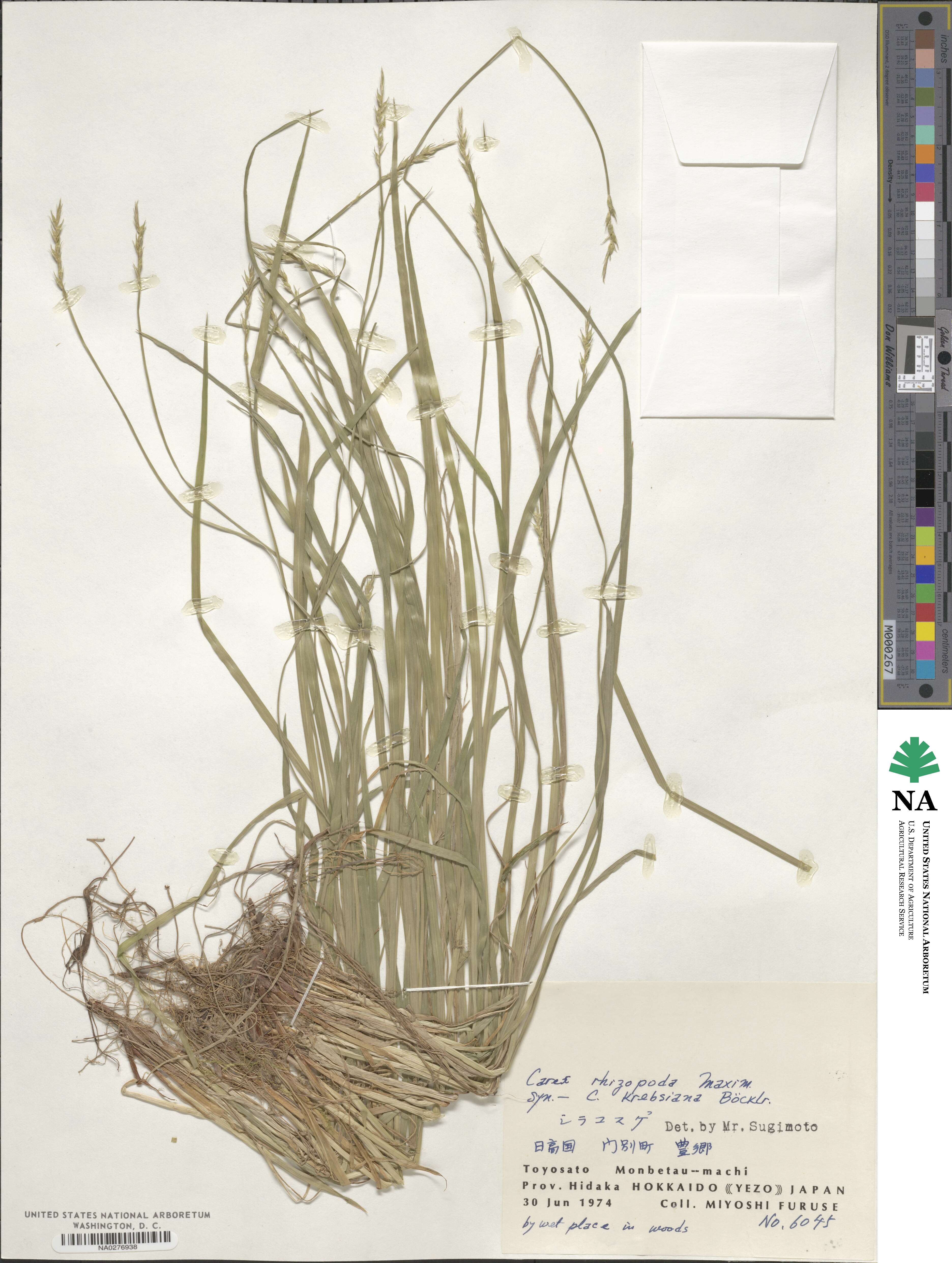 Carex rhizopoda image