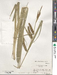 Carex rhynchophysa image