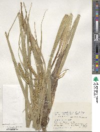 Carex rhynchophysa image