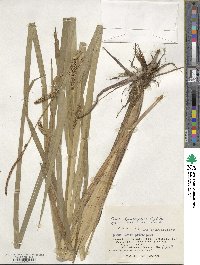 Carex rhynchophysa image