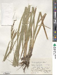 Carex rhynchophysa image