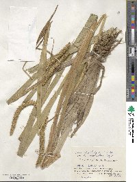 Carex rhynchophysa image