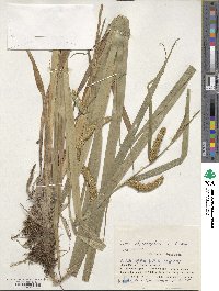 Carex rhynchophysa image