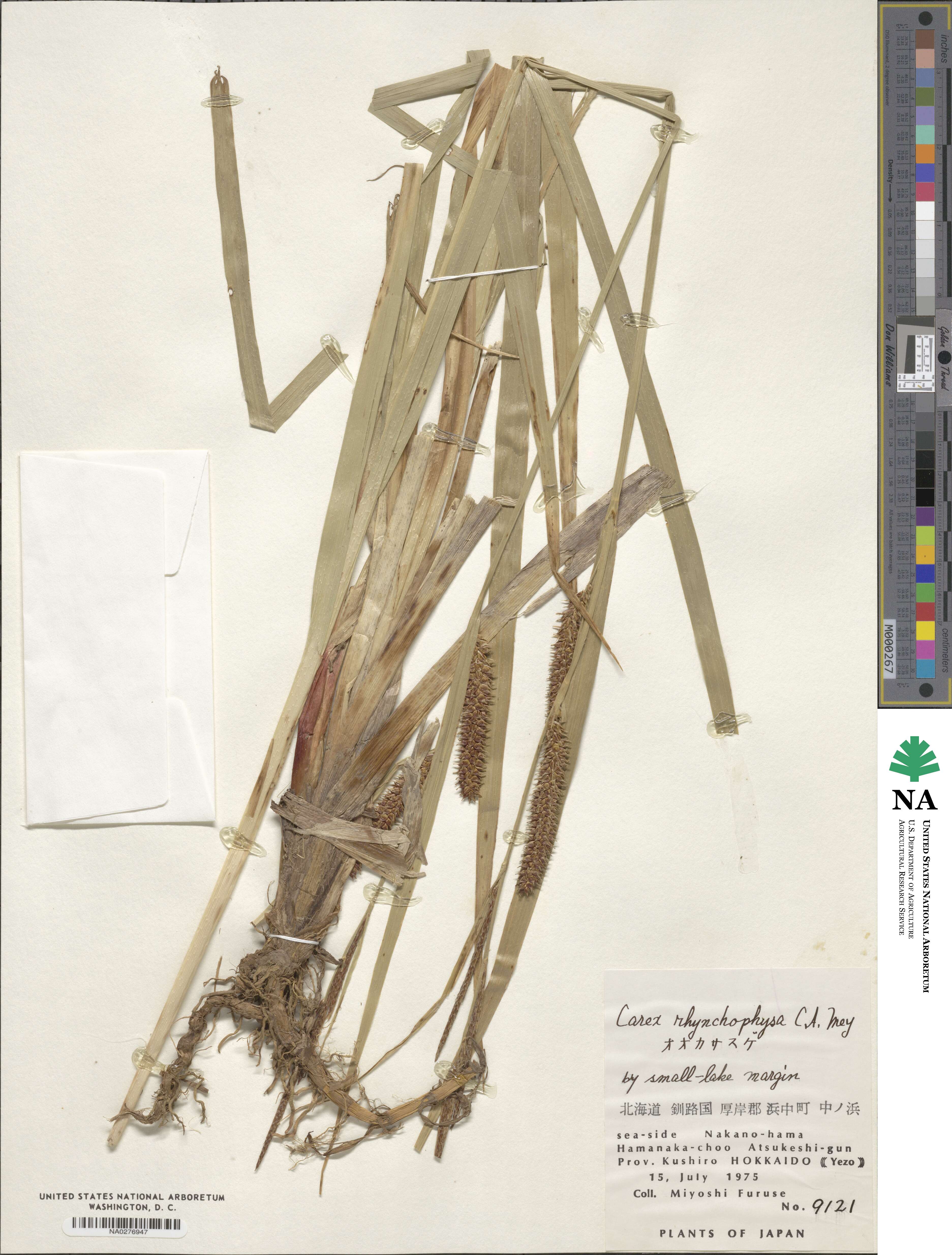 Carex rhynchophysa image