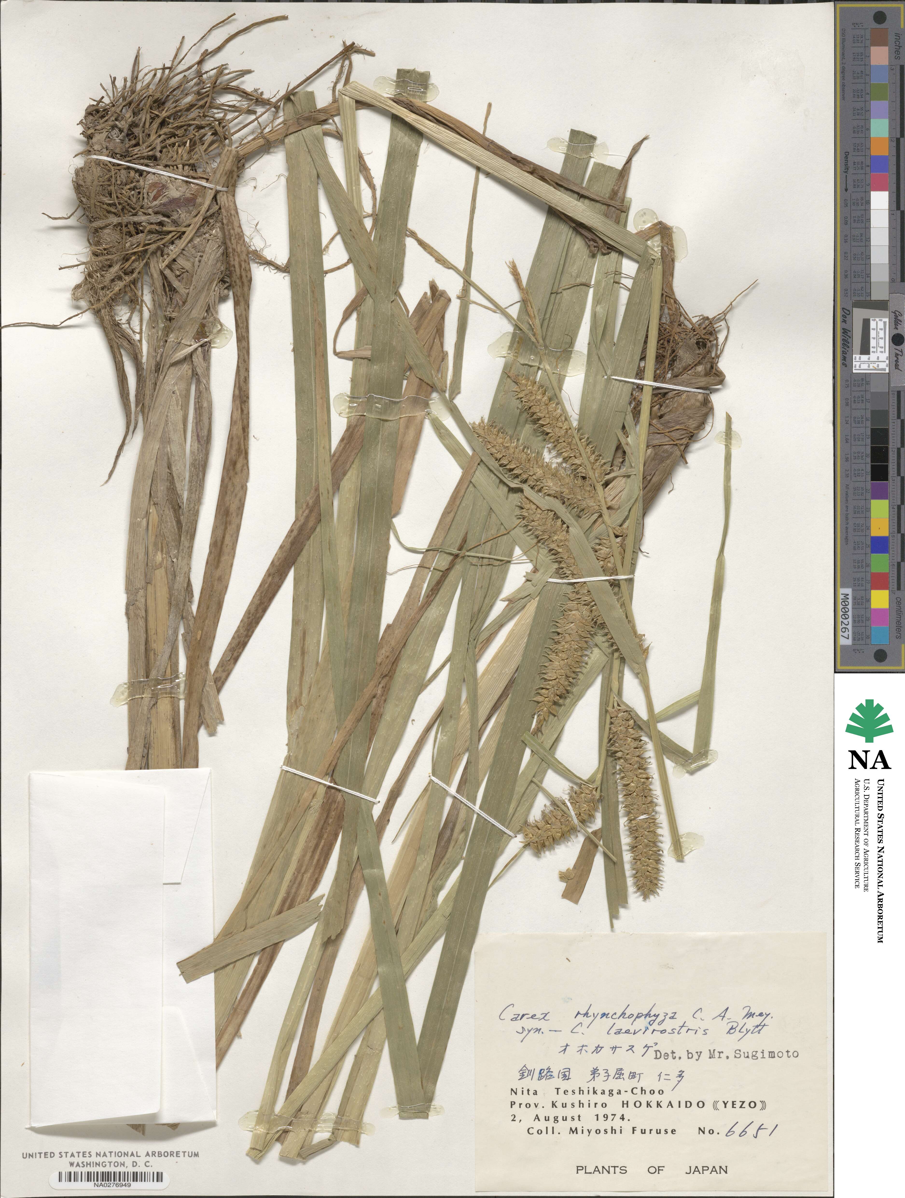 Carex rhynchophysa image