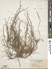 Carex rugata image