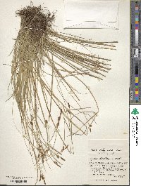 Carex umbrosa image