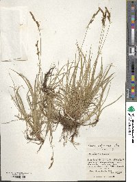 Carex umbrosa image