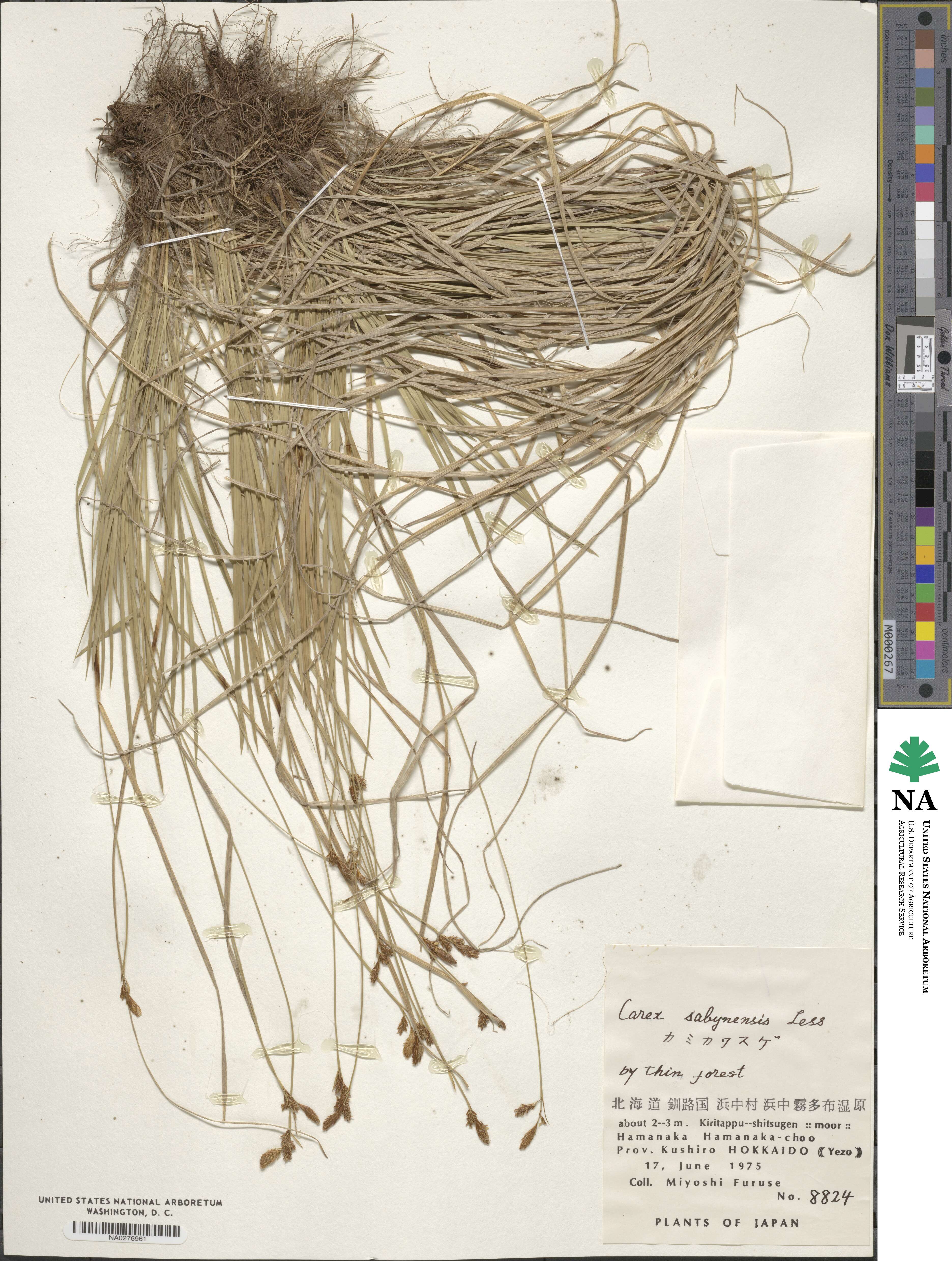 Carex umbrosa image