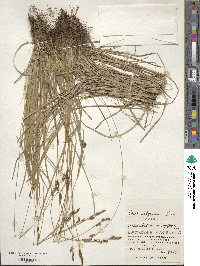 Carex umbrosa image