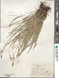 Carex umbrosa image