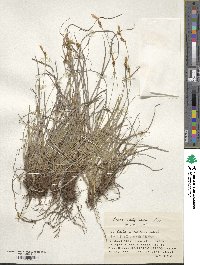 Carex umbrosa image