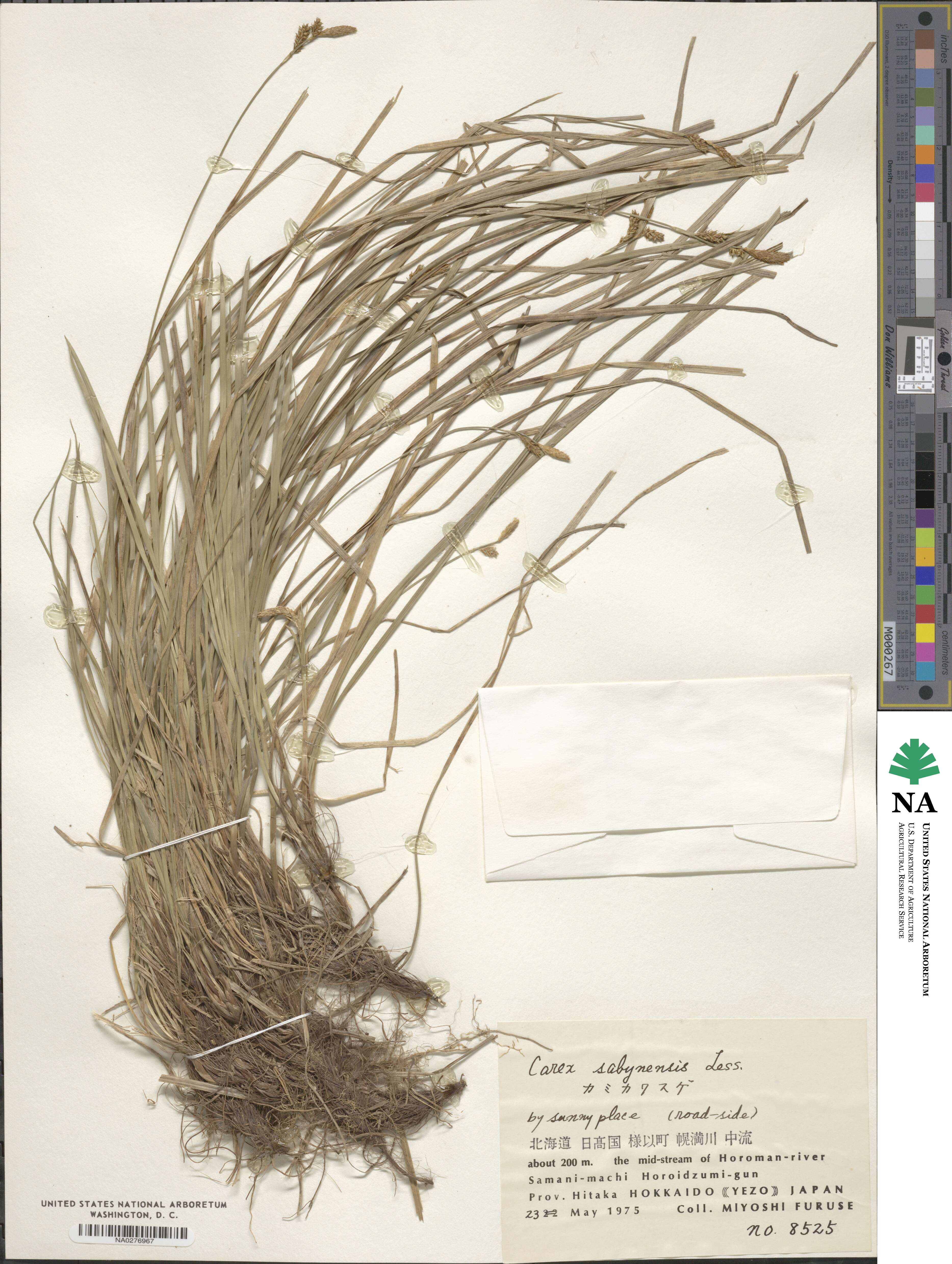 Carex umbrosa image