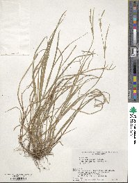 Carex pisiformis var. pisiformis image