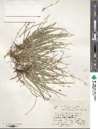 Carex pisiformis var. pisiformis image