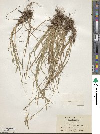 Carex pisiformis var. pisiformis image