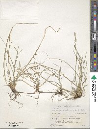 Carex pisiformis var. pisiformis image