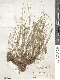 Carex pisiformis var. pisiformis image