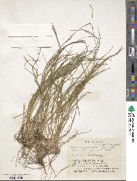 Carex pisiformis var. pisiformis image