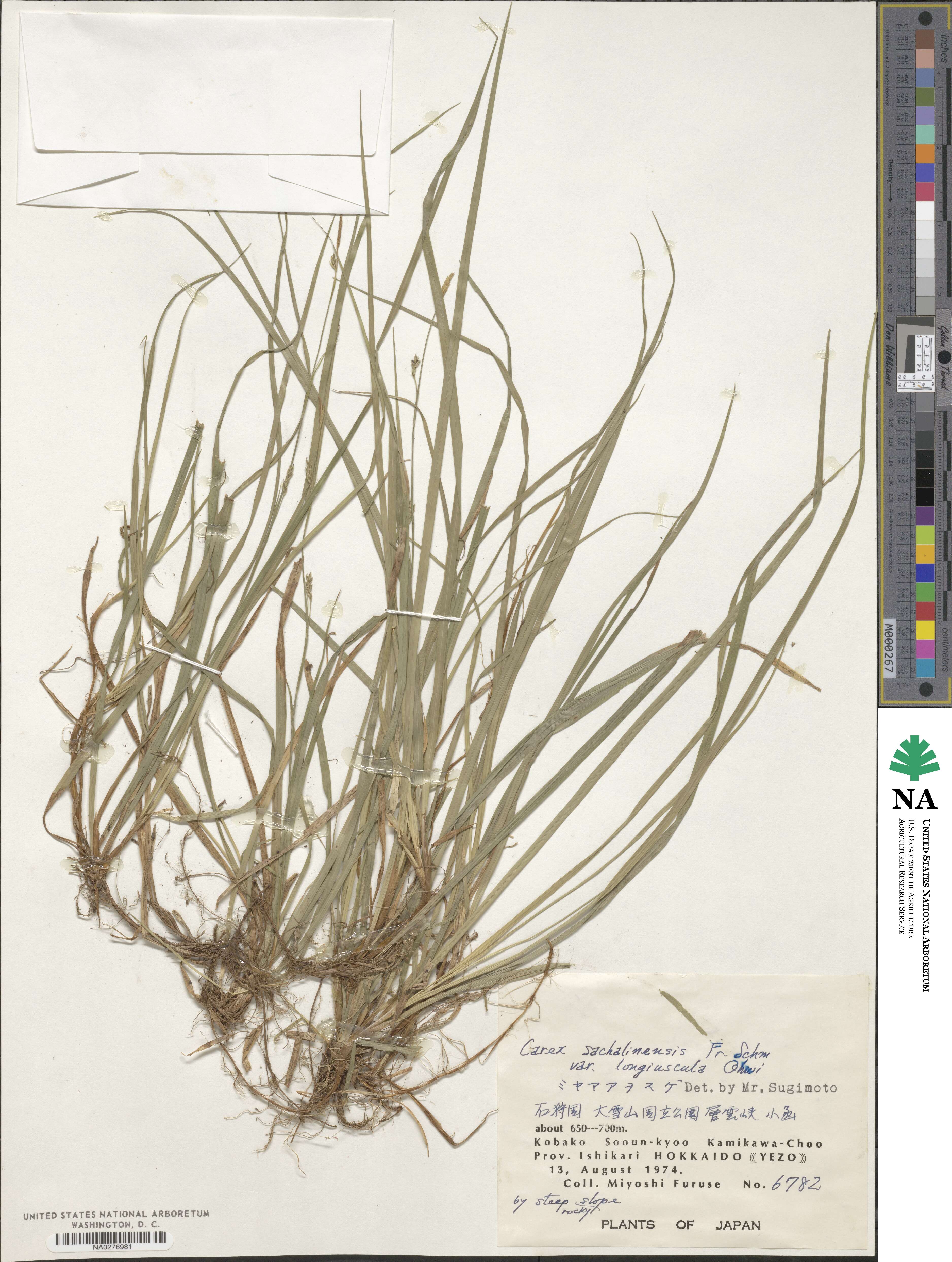 Carex pisiformis var. longiuscula image