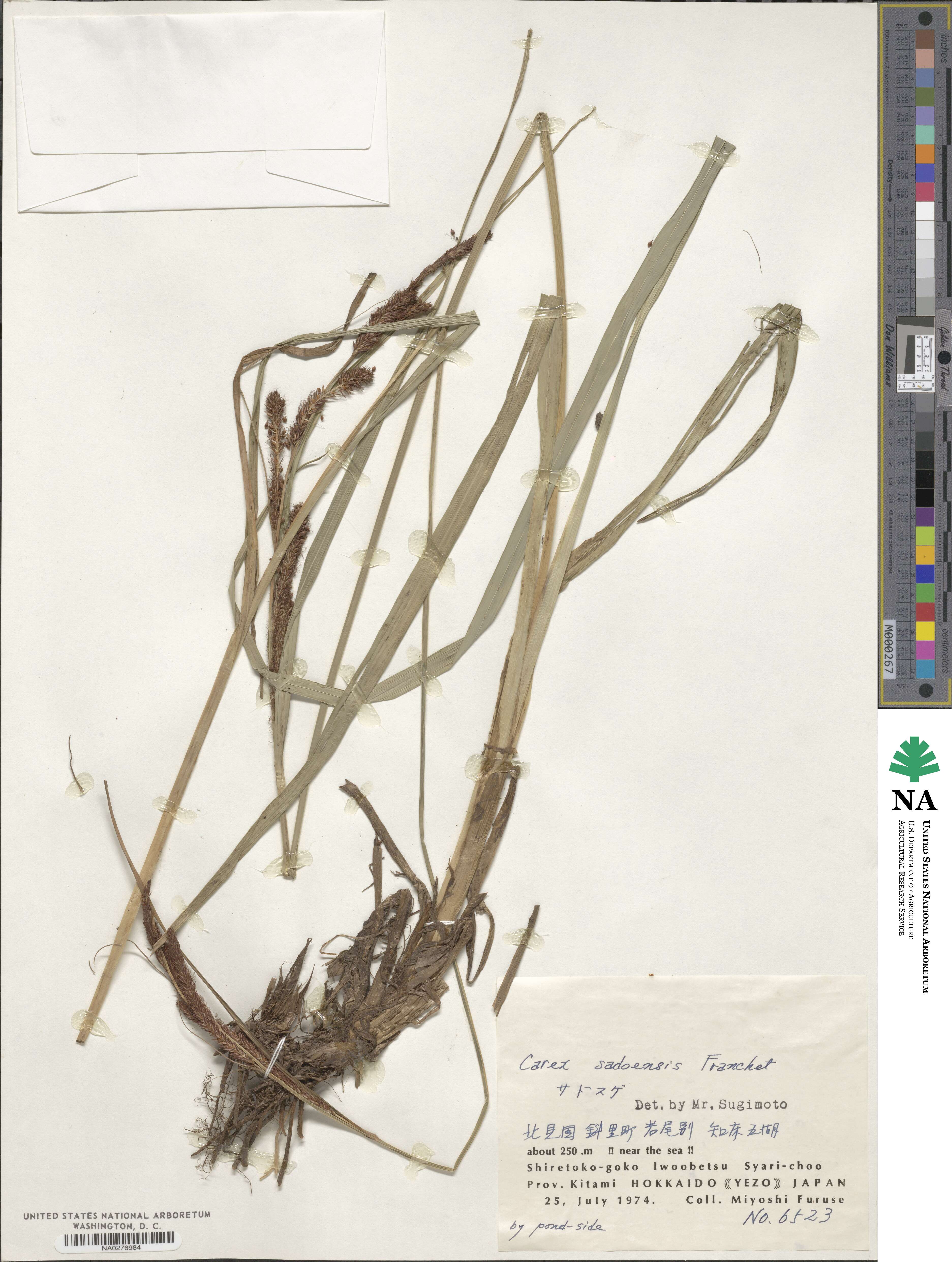 Carex sadoensis image
