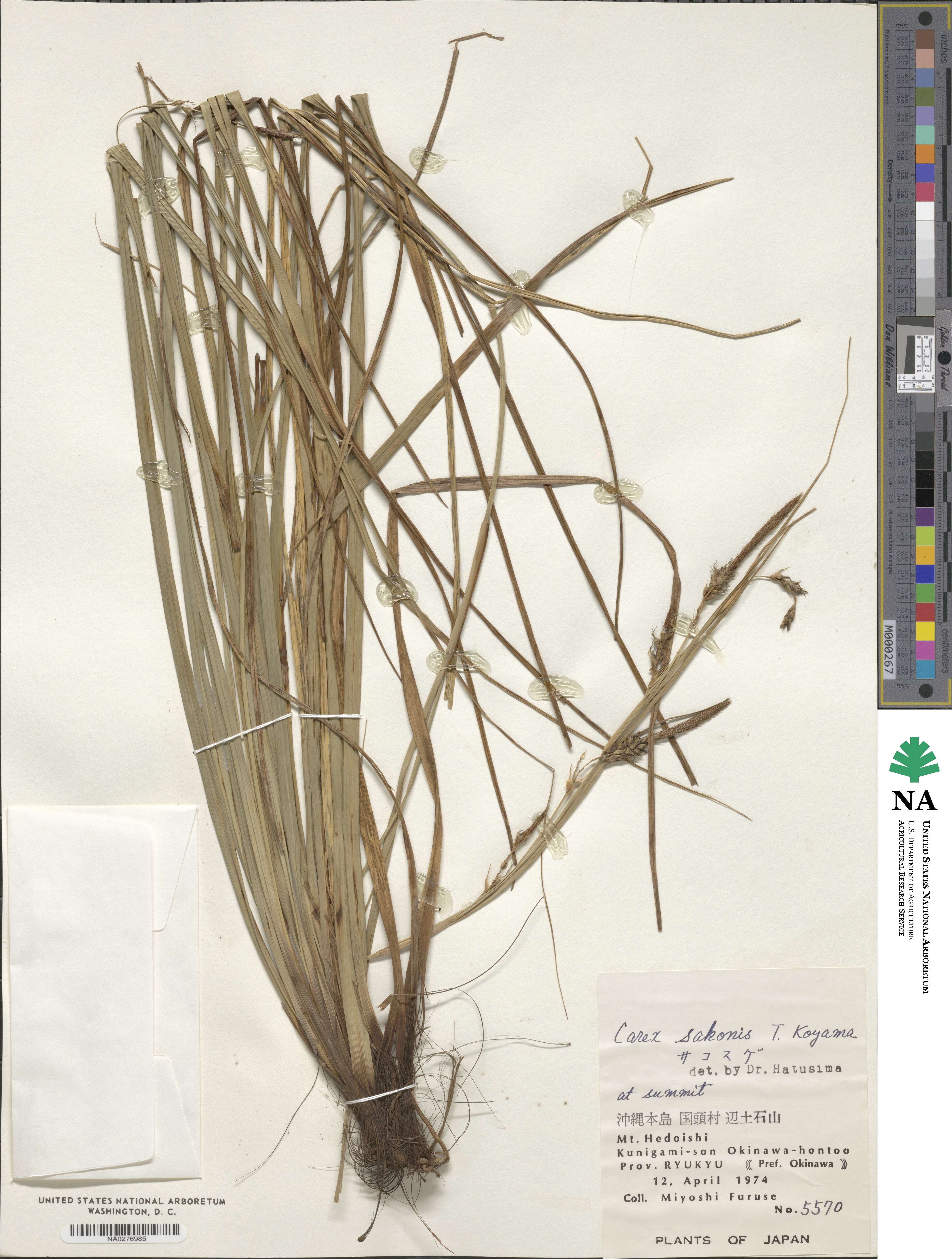 Carex wahuensis subsp. sakonis image