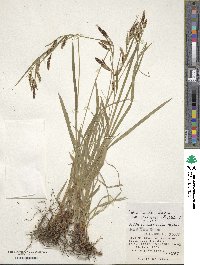 Carex scita var. riishirensis image