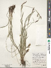 Carex scita var. riishirensis image