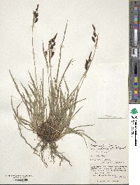 Carex scita var. riishirensis image